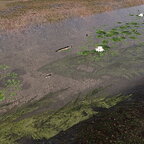 Fische sind eingezogen