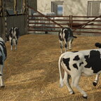 Die Kälber sind schon Wach