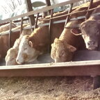 Ein par Bilder aus echter Landwirtschaft