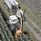 Häckseln in den beiden MB Tracs 441 und 443 😍