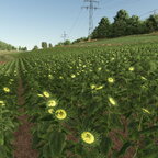 Bei den Sonnenblumen, sowie den Zuckerrüben wurden auch die LODs angepasst